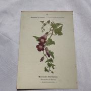 Planche botanique, gravure naturaliste, 19ème
