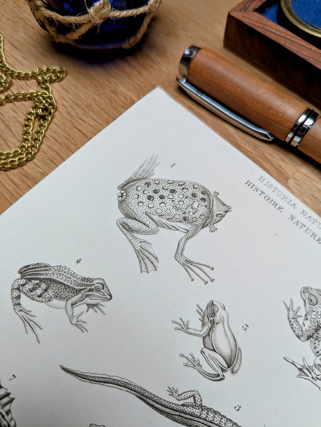 Printed in 1851, Natural History, Amphibians.