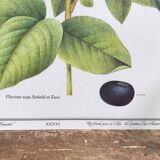 Botanical plank soybeans