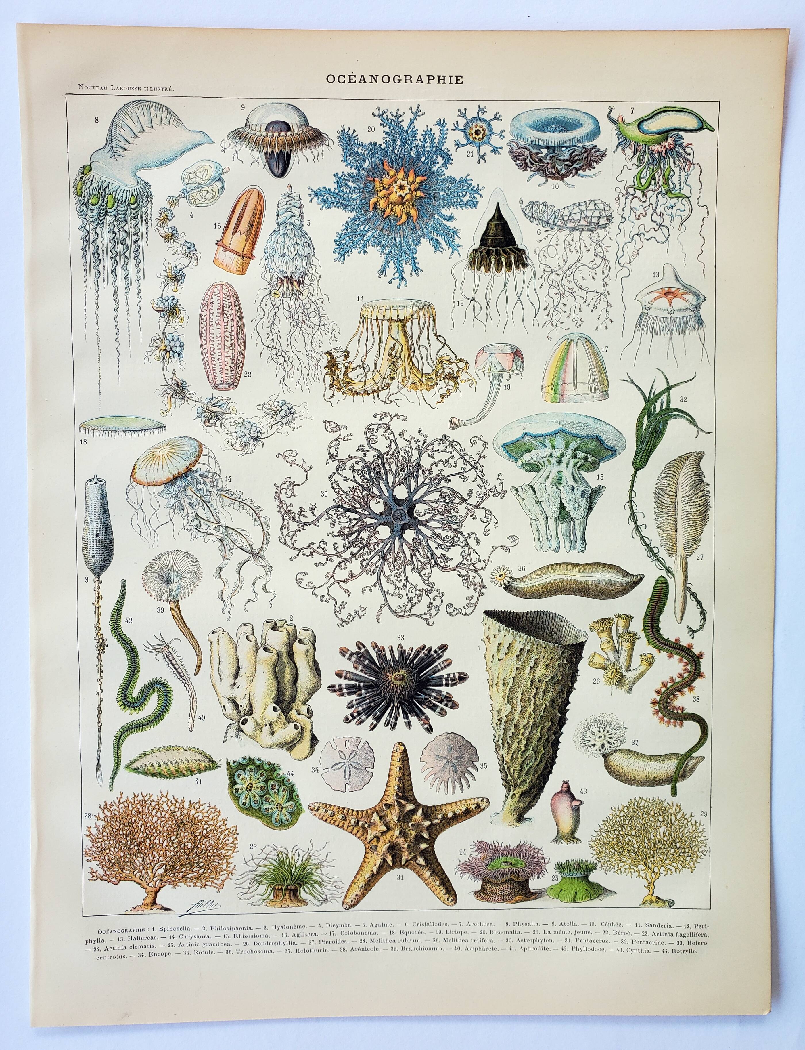 Old engraving 1898, Oceanography, marine animals • Lithograph, Original plate