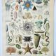 Old engraving 1898, Oceanography, marine animals • Lithograph, Original plate