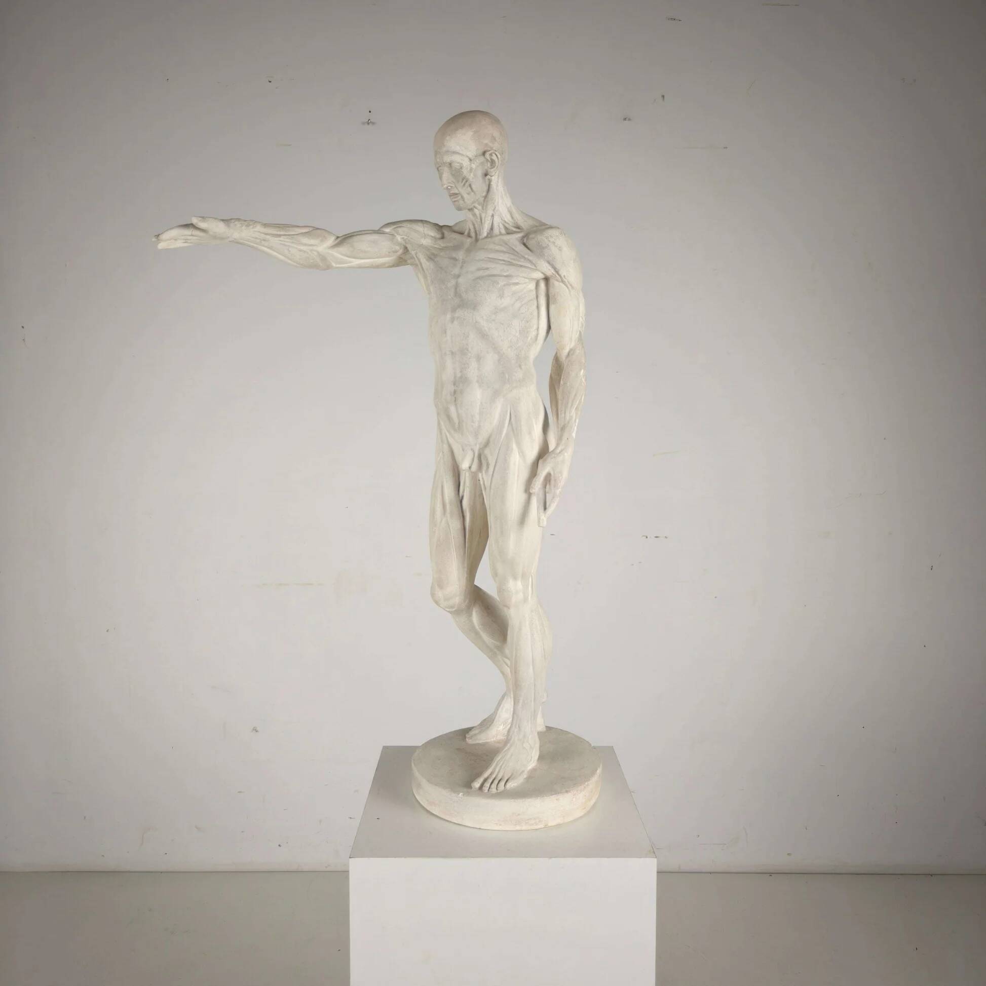 Modèle anatomique écorché – sculpture en plâtre