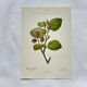 Old botanical engraving from the 19th century – Coloured botanical plates