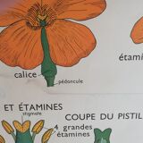 Old Rossignol school poster