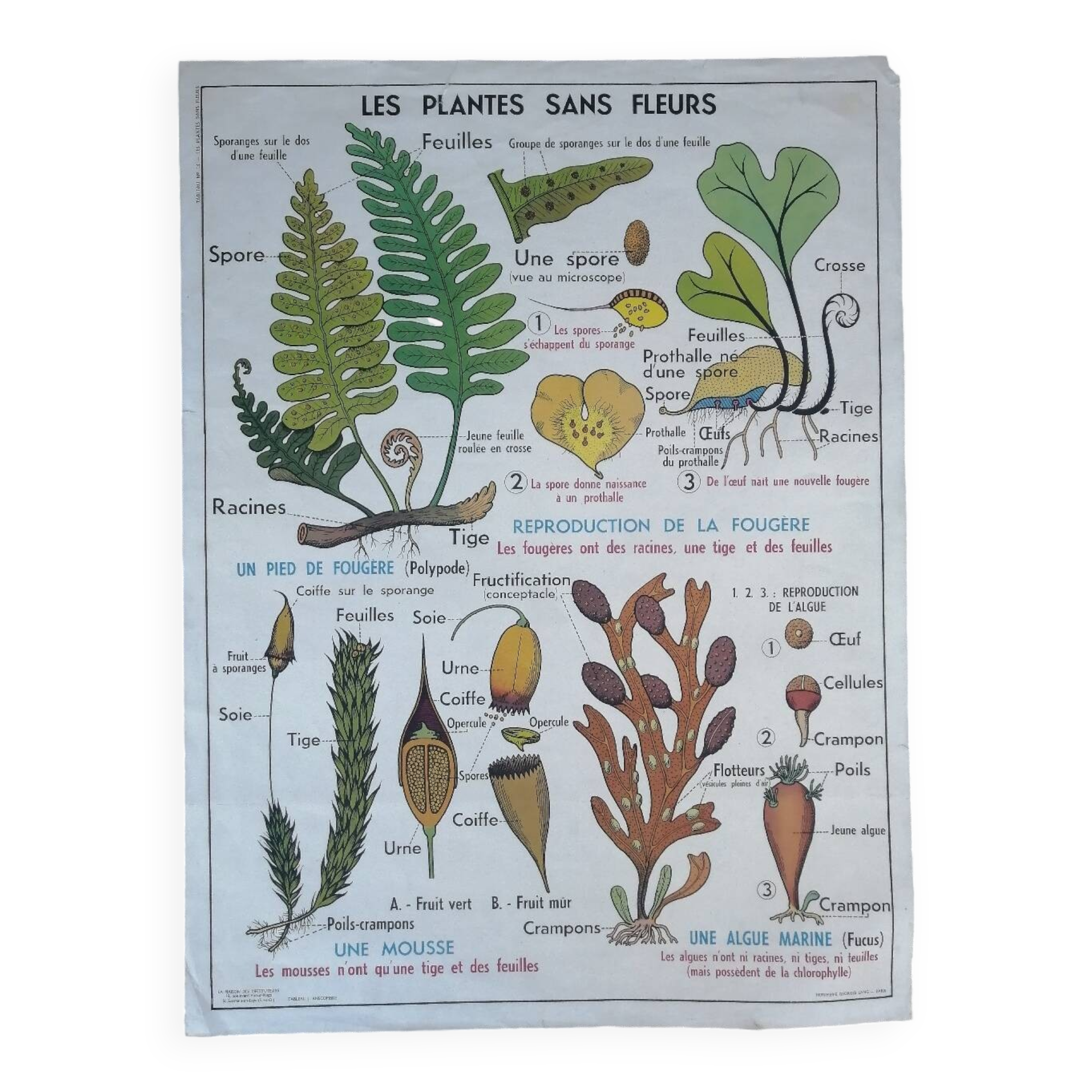 Vintage MDI school poster: Plants without flowers & Wheat, grasses.