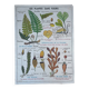 Vintage MDI school poster: Plants without flowers & Wheat, grasses.