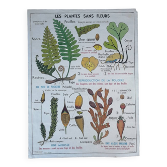 Vintage MDI school poster: Plants without flowers & Wheat, grasses.