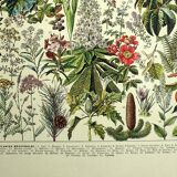 Botanical plate 1928 A. Millot - Medicinal plants 2, herbalism