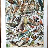 Duo de planches oiseaux