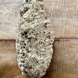 Coral fossil