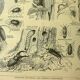 Botanical plate 1921 by Dessertenne - Forestry - old engraving