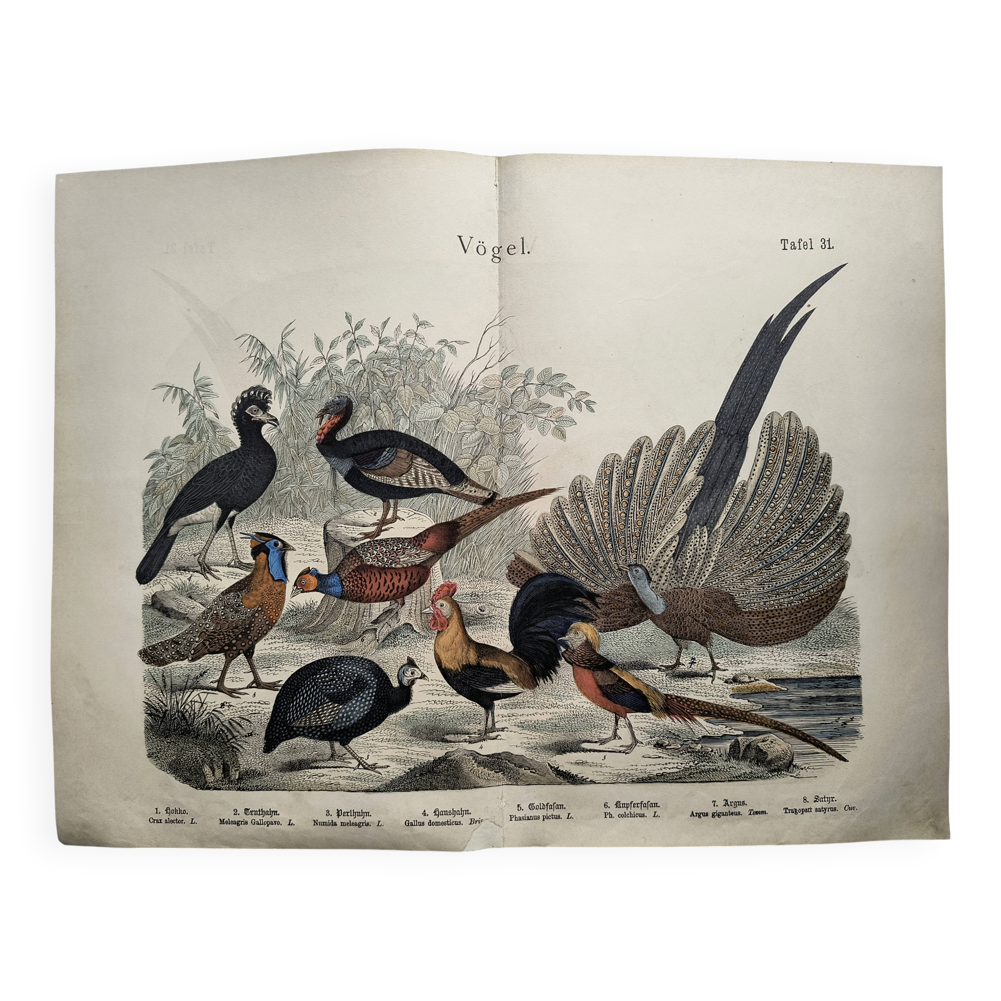 Engraving from 1886 - Birds & chickens - vintage old plate peacock