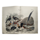 Engraving from 1886 - Birds & chickens - vintage old plate peacock