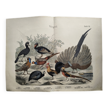 Gravure de 1886 - Oiseaux & poules - planche ancienne vintage paon