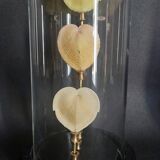Curiosity cabinet globe with Venus heart shells corculum cardiss