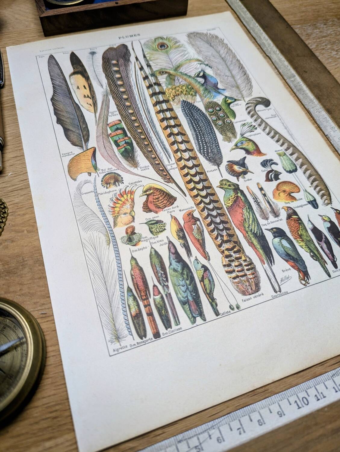 Printed in 1924, the feathers. Old naturalist illustration.