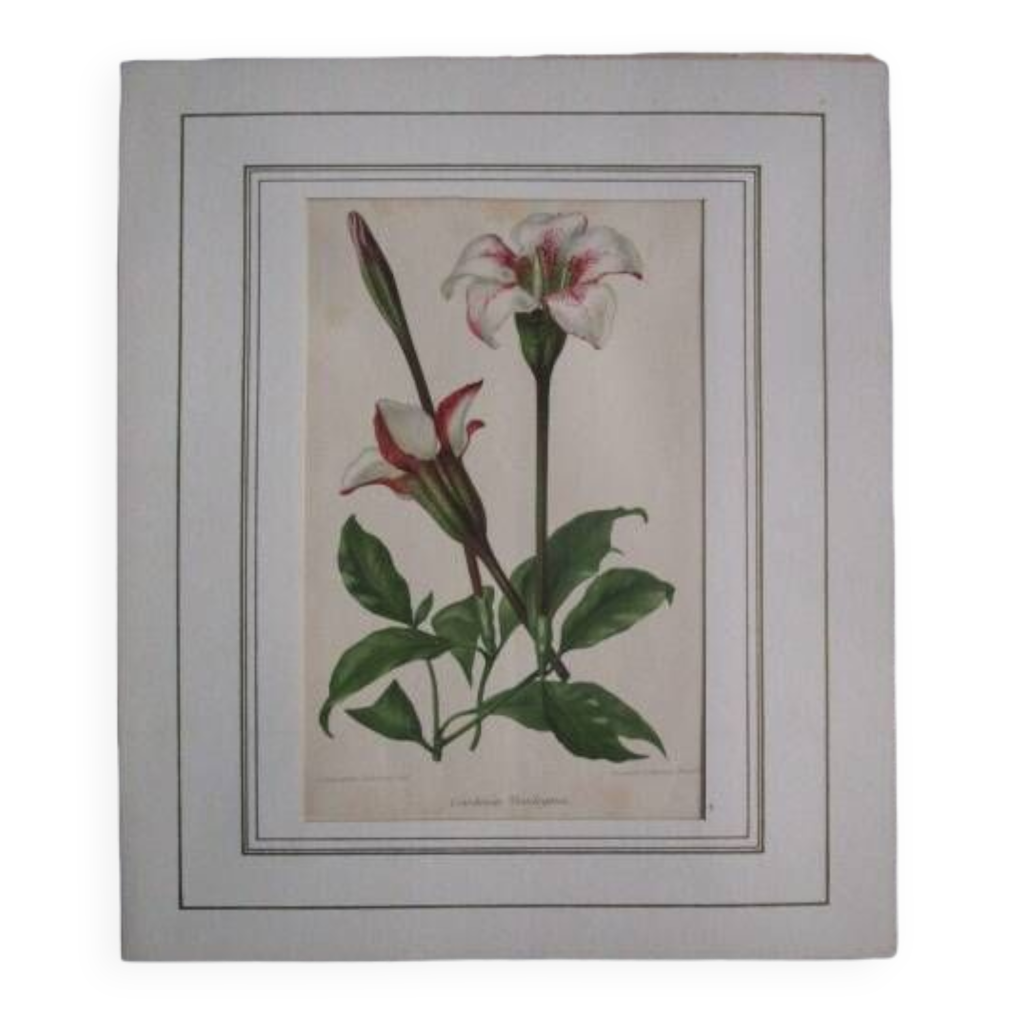 Old botanical engraving "gardenia"