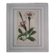 Old botanical engraving "gardenia"
