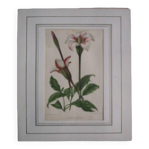 Old botanical engraving "gardenia"