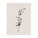 Eucalyptus