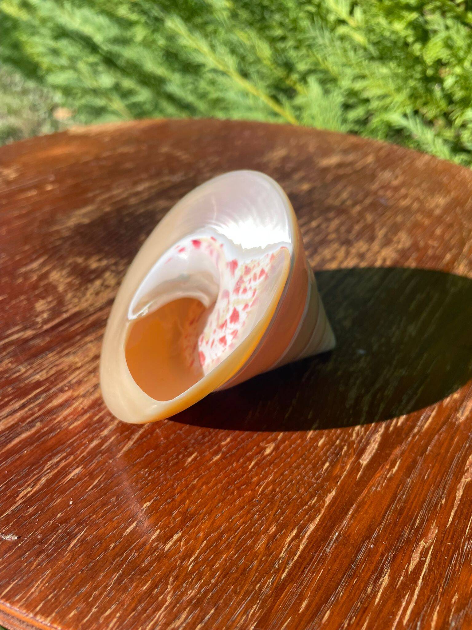 Petit coquillage : Trochus