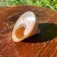 Petit coquillage : Trochus