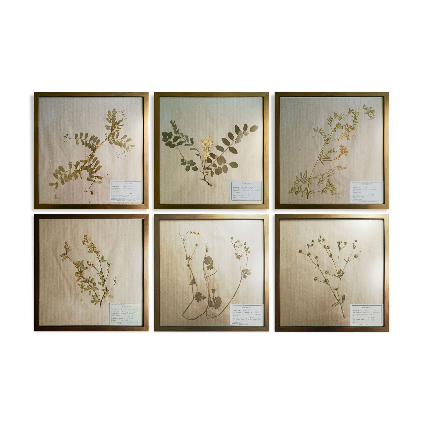 Framed vintage herbariums, decoration, copper frame