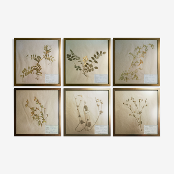Framed vintage herbariums, decoration, copper frame