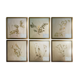 Framed vintage herbariums, decoration, copper frame