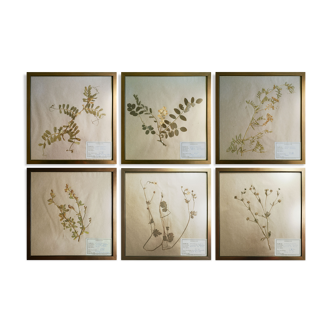 Framed vintage herbariums, decoration, copper frame