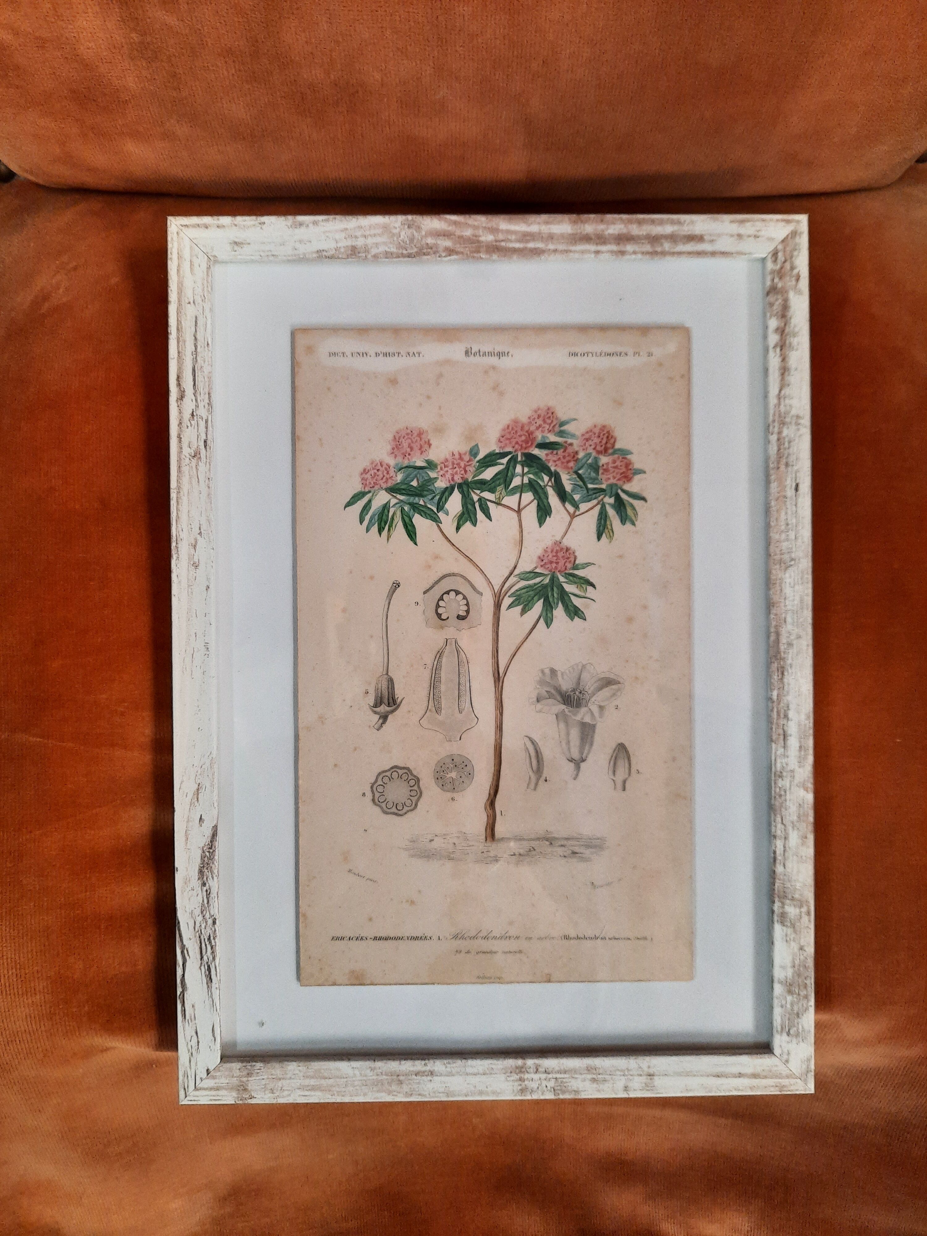 Framed botanical board
