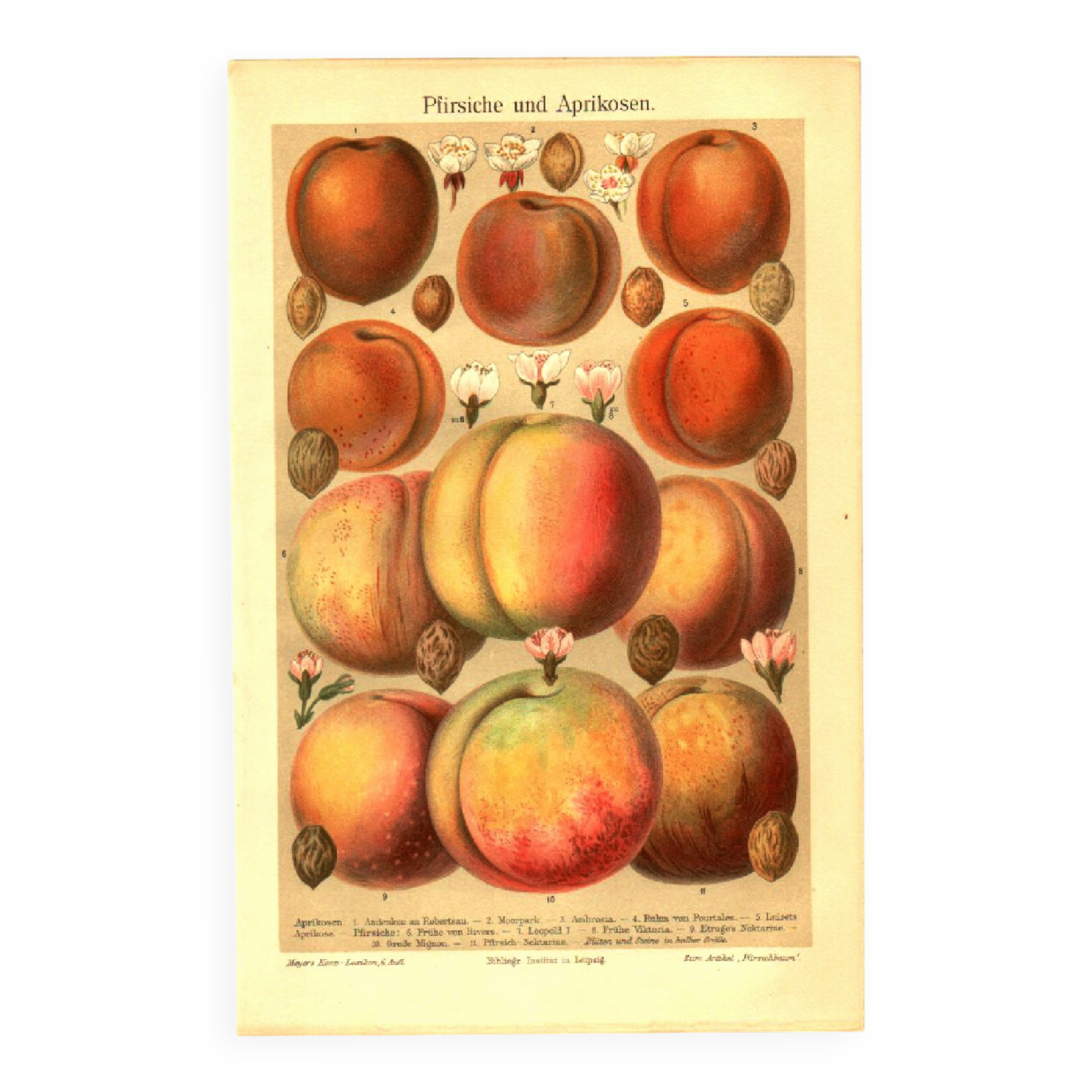 Botanical engraving from 1904 - Peaches and apricots - Orchard fruit plate