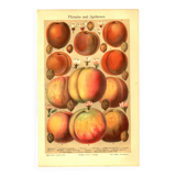 Botanical engraving from 1904 - Peaches and apricots - Orchard fruit plate