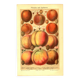 Botanical engraving from 1904 - Peaches and apricots - Orchard fruit plate