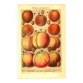 Botanical engraving from 1904 - Peaches and apricots - Orchard fruit plate