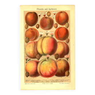 Botanical engraving from 1904 - Peaches and apricots - Orchard fruit plate