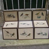 Collection of nine ornithological engravings