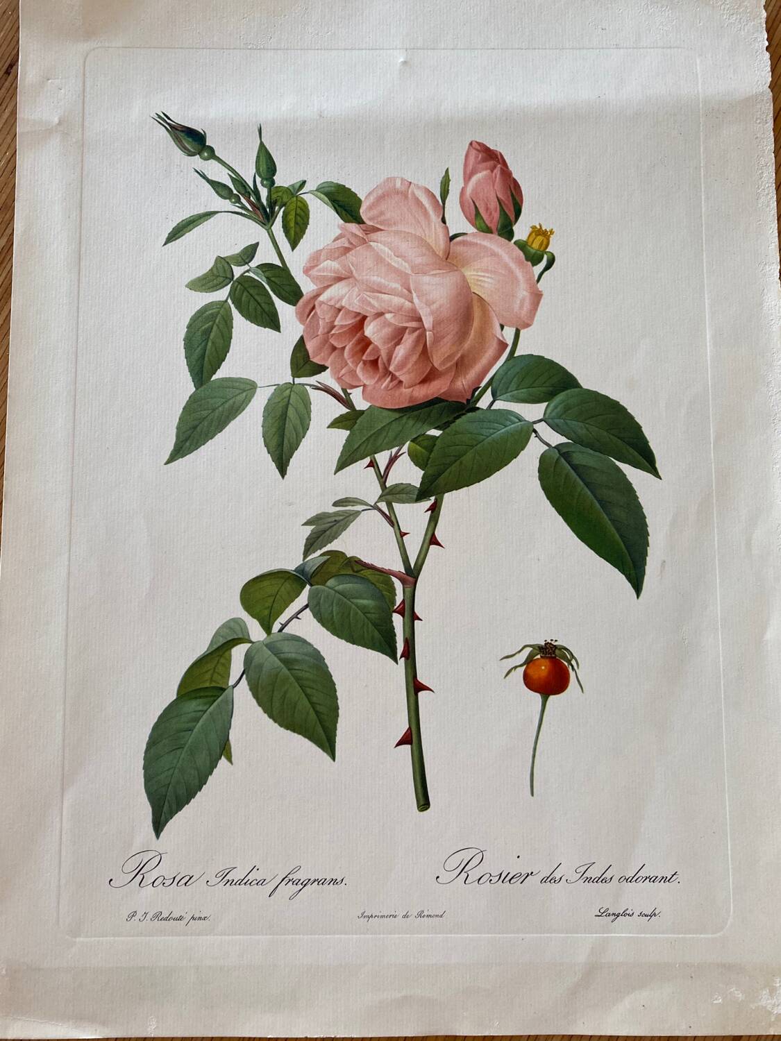 Botanical lithograph PJ Redouté Indian Rose
