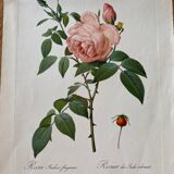 Botanical lithograph PJ Redouté Indian Rose
