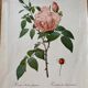 Lithographie botanique PJ Redouté Rosier des Indes
