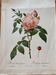 Botanical lithograph PJ Redouté Indian Rose