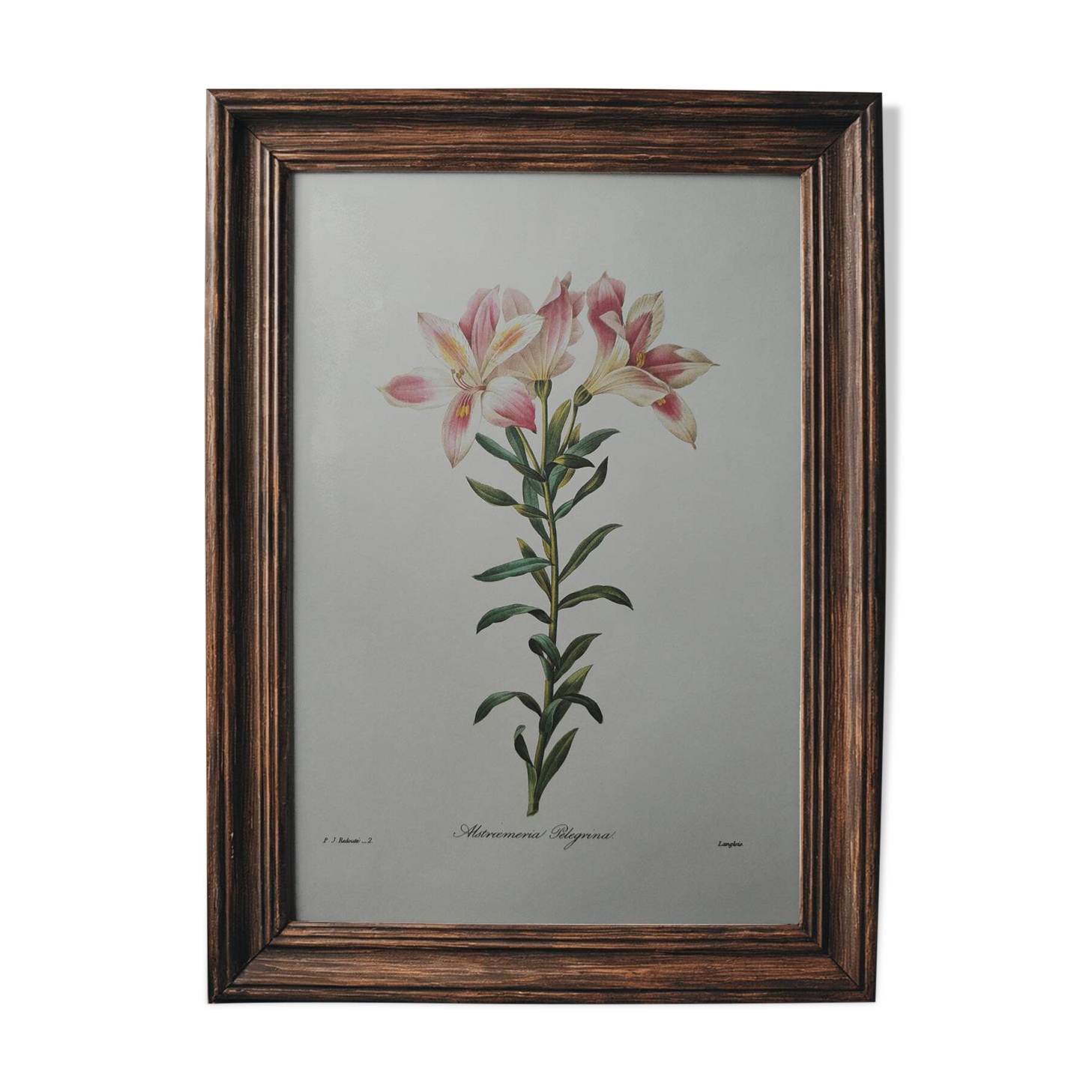 Planche illustrée originale Alstroemère pèlerine