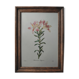 Planche illustrée originale Alstroemère pèlerine