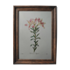 Original illustrated plate Alstroemeria pilgrim