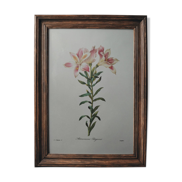 Original illustrated plate Alstroemeria pilgrim