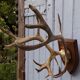 Reindeer massacre