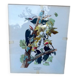 Tableau sous verre avec illustration oiseaux