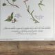 Botanical plank herbal tea of catarrh