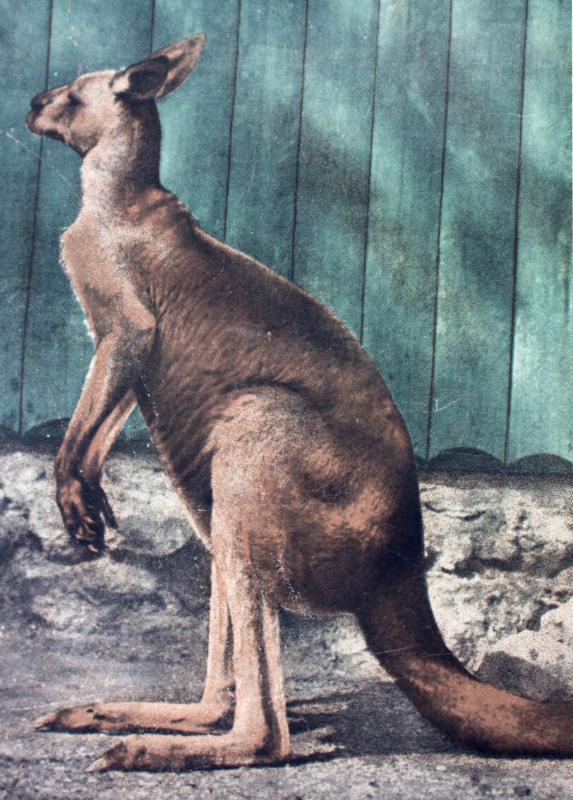 Affiche pédagogique kangourou | Selency