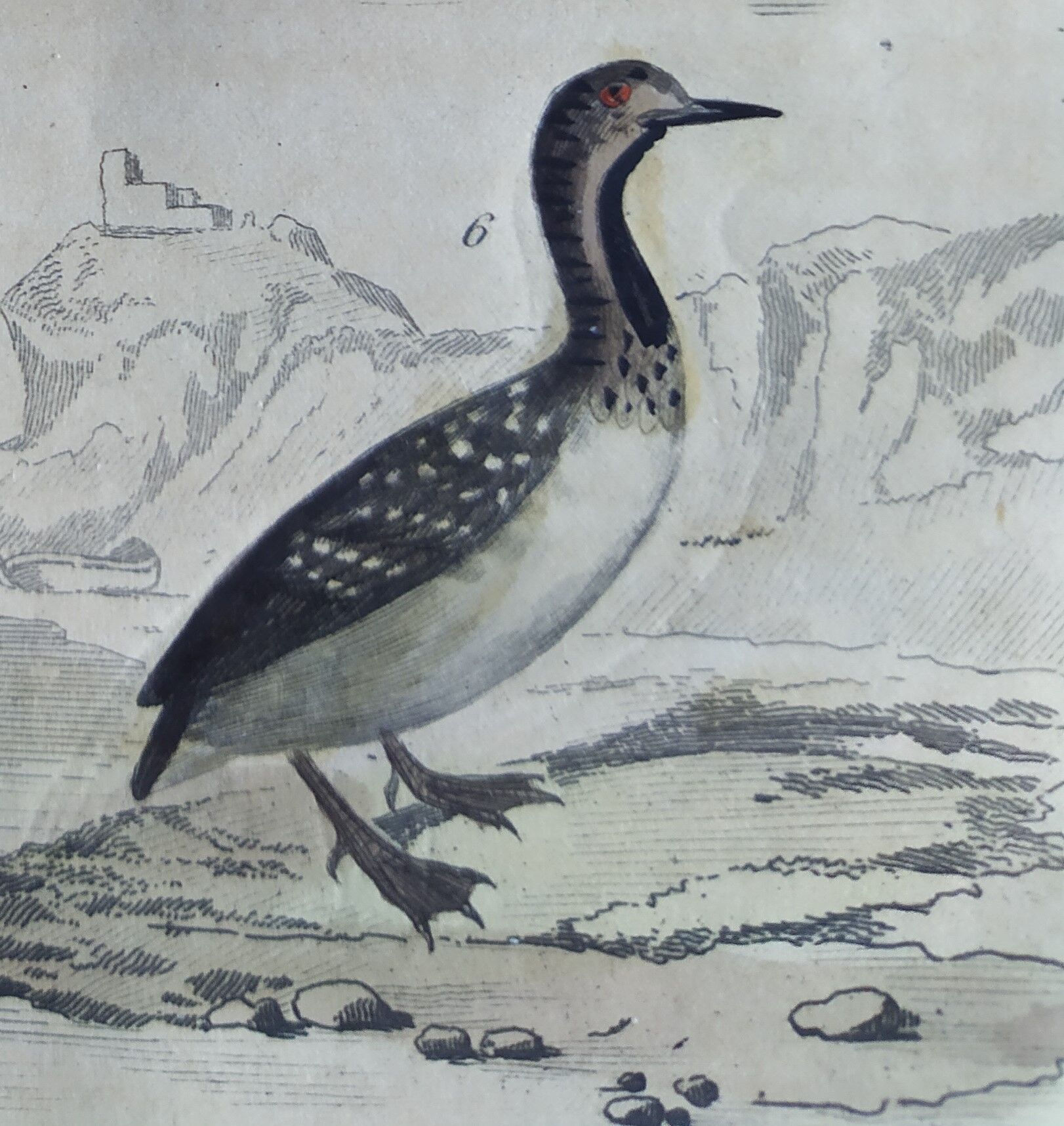 Original ornithological plate " Phalarope ashy - Gray-cheeked hail - &c... Buffon (1837)